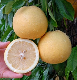 Whitney Marsh grapefruit 2_000.jpg