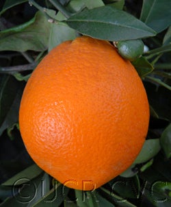 Wiffen navel orange 2_002.jpg