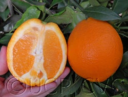 Wiffen navel orange 3_002.jpg