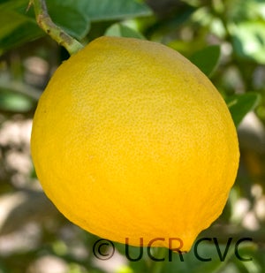 Wild lemon hybrid crc3300004.jpg