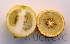 Wild lemon hybrid crc3300005.jpg