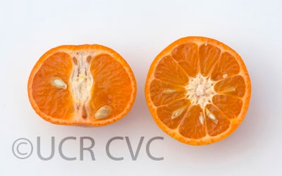 https://citrusvariety.ucr.edu/sites/default/files/wmurcottafourermandarincrc3953006.jpg