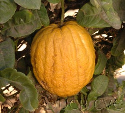 Yemen (Temoni) citron 1