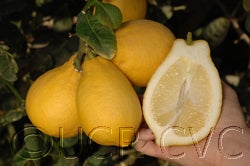Yunnanese citron photo by David Karp 2