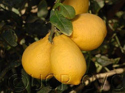 Yunnanese citron photo by David Karp