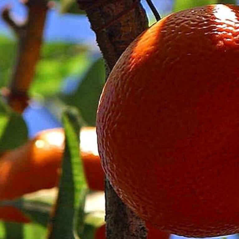 close-up of an orange on a tree (c) PIXNIO