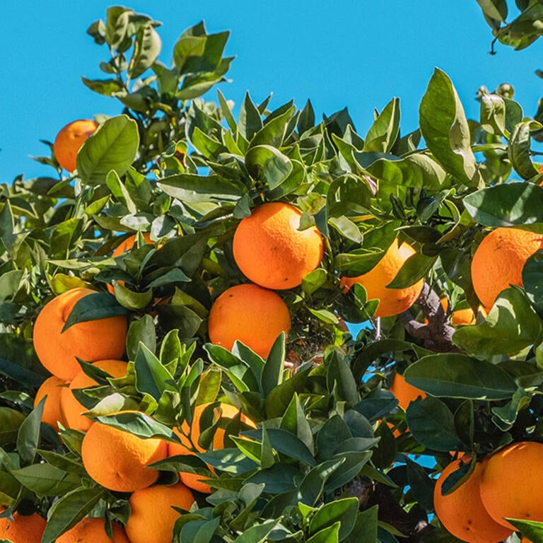 oranges on a citrus tree (c) Philippe Gauthier unsplash
