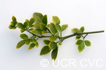 Texas trifoliate crc2861006